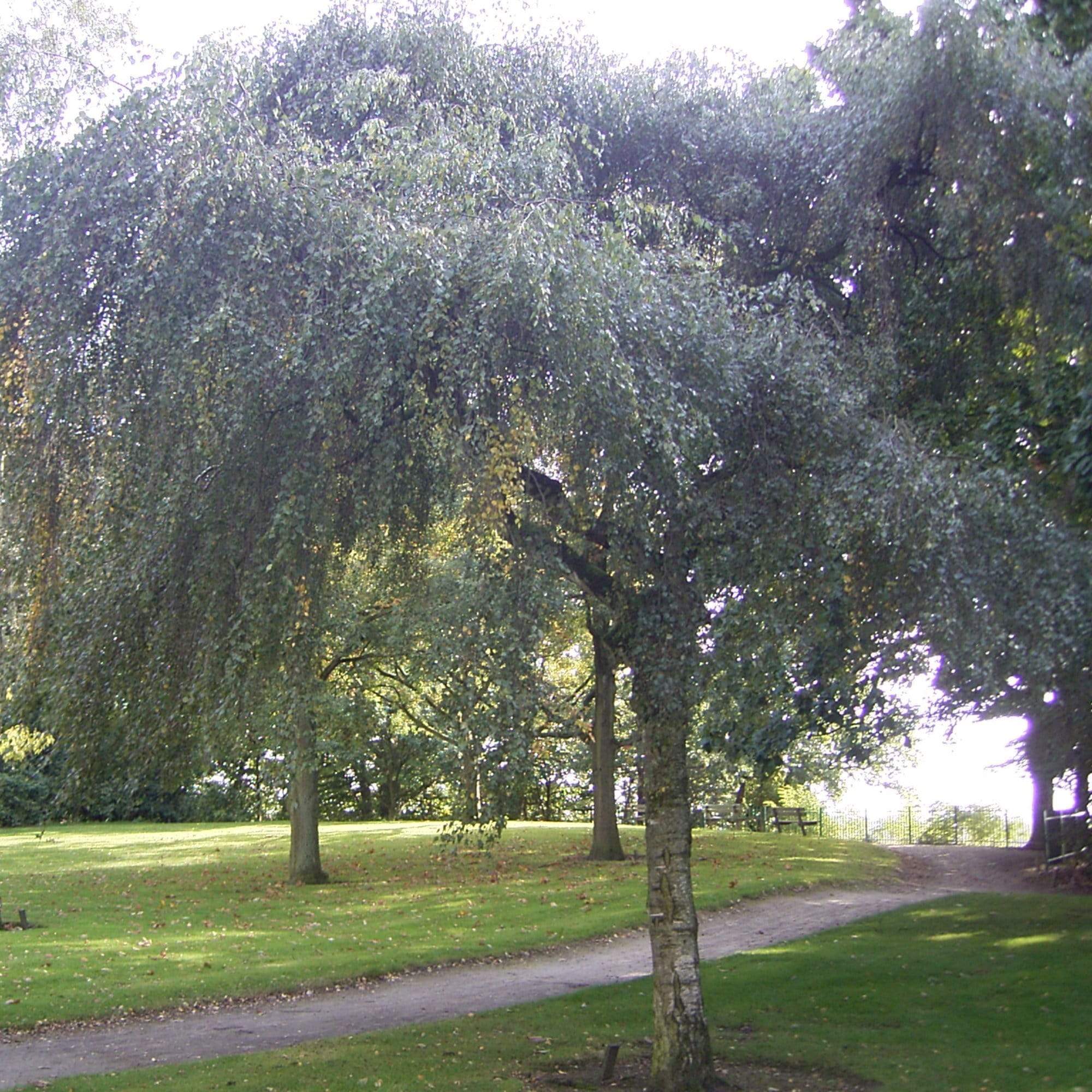 Betula pendula 'Youngii'