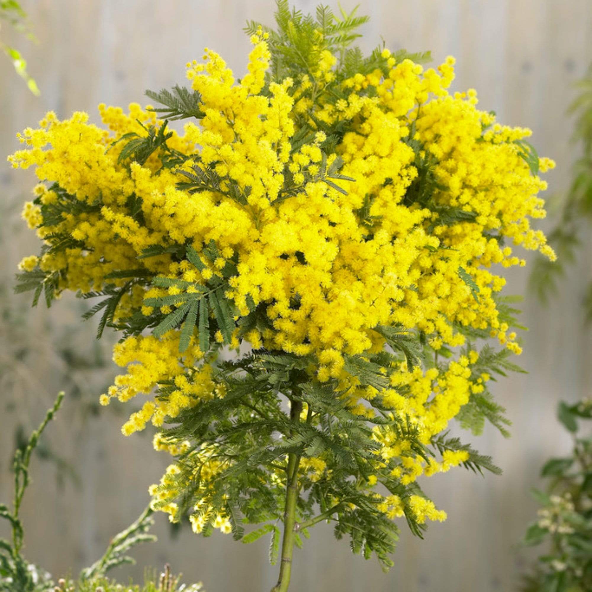 Acacia dealbata