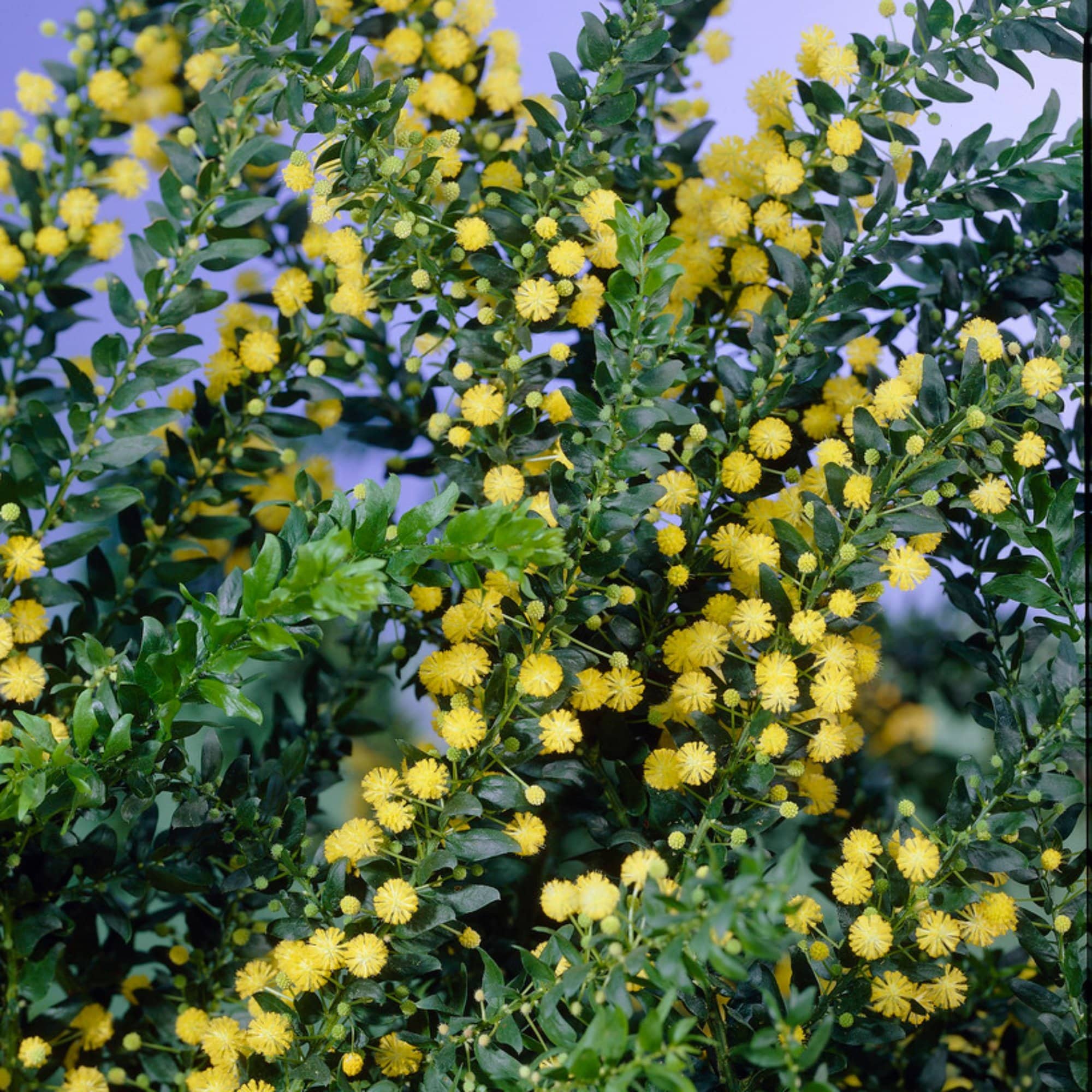 Acacia dealbata
