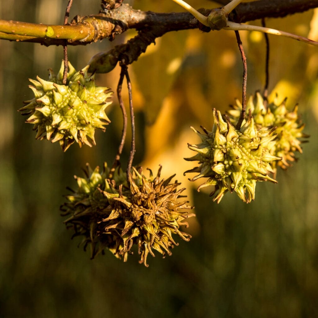 Liquidambar styraciflua
