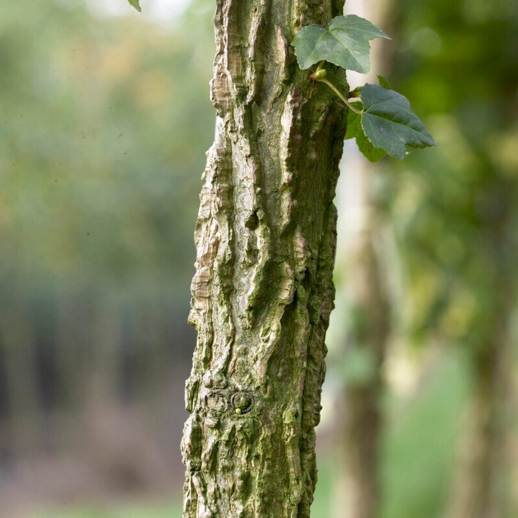 Liquidambar styraciflua