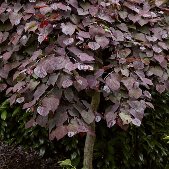 Cercis canadensis