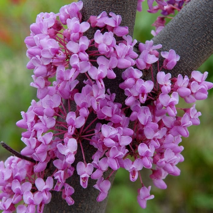 Cercis canadensis