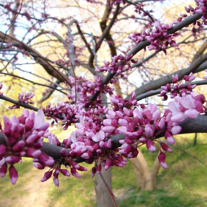 Cercis canadensis