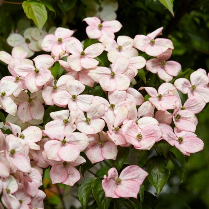 Cornus kousa