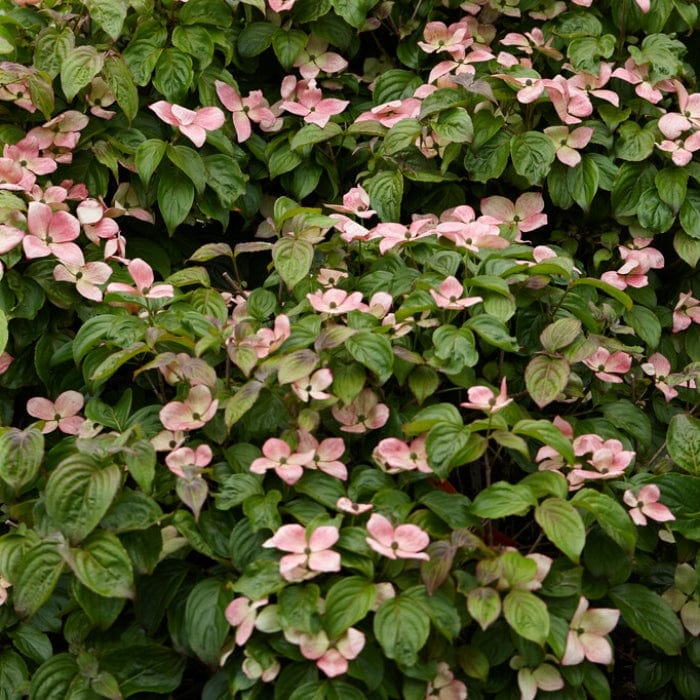 Cornus kousa