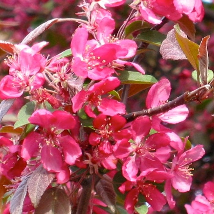 Malus moerlandsii
