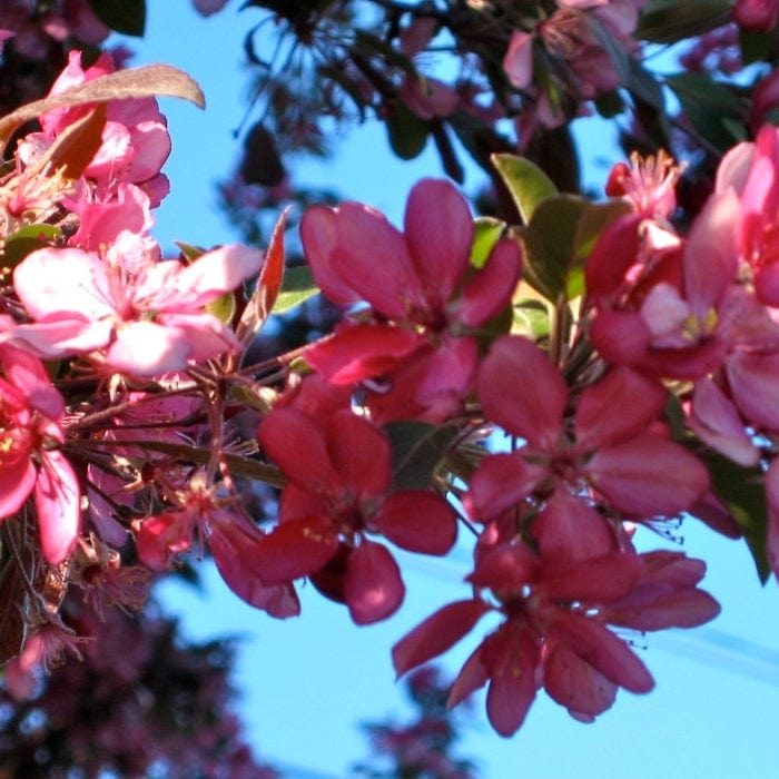 Malus moerlandsii