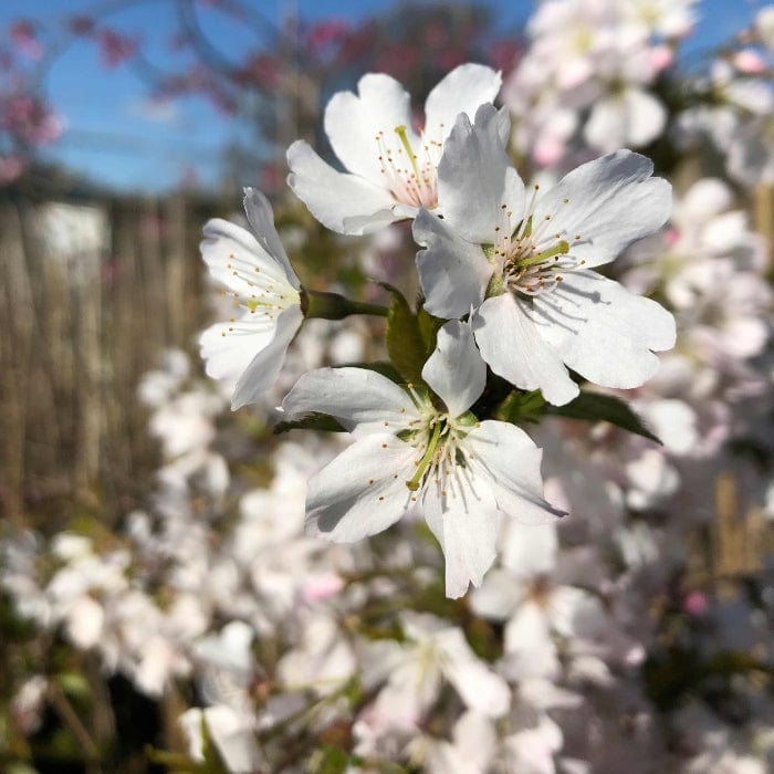 Prunus padus
