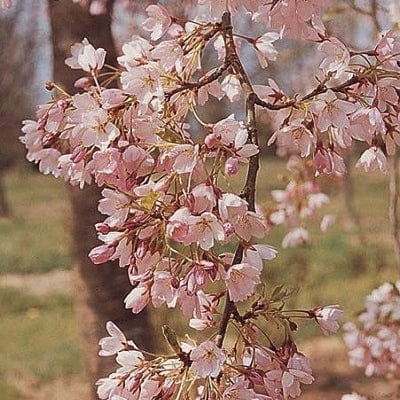 Prunus × yedoensis