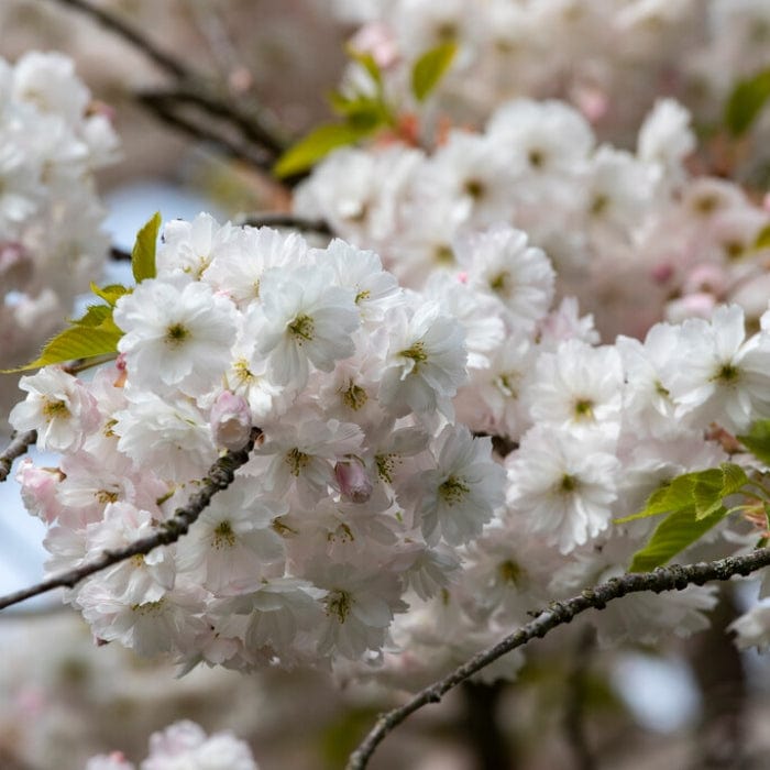 Prunus serrulata 'Shirotae'