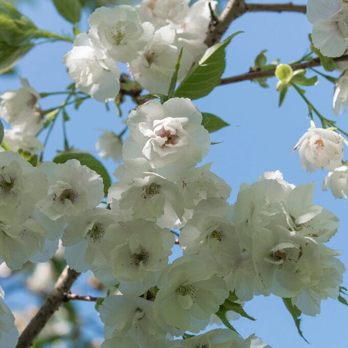 Prunus serrulata 'Shirotae'