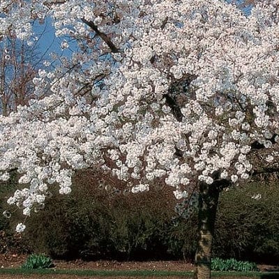 Prunus serrulata 'Shirotae'