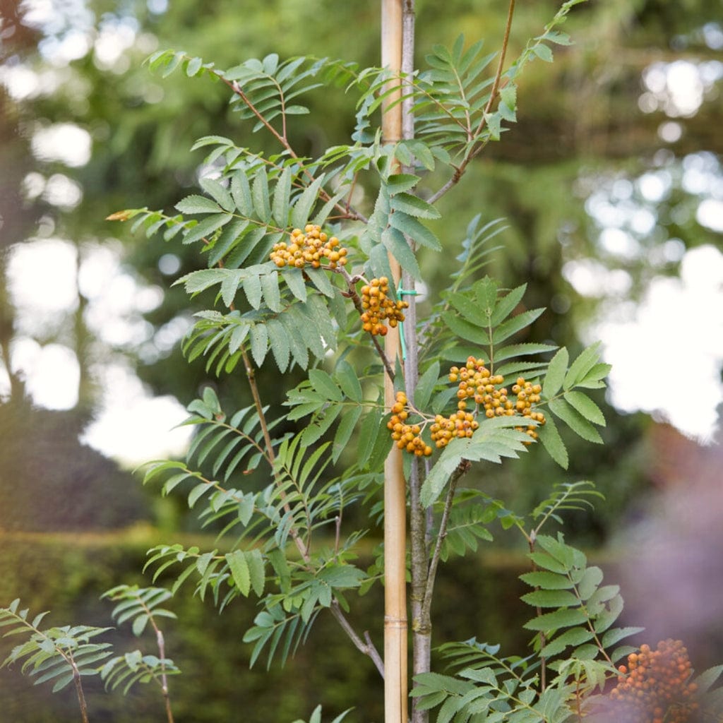 Sorbus