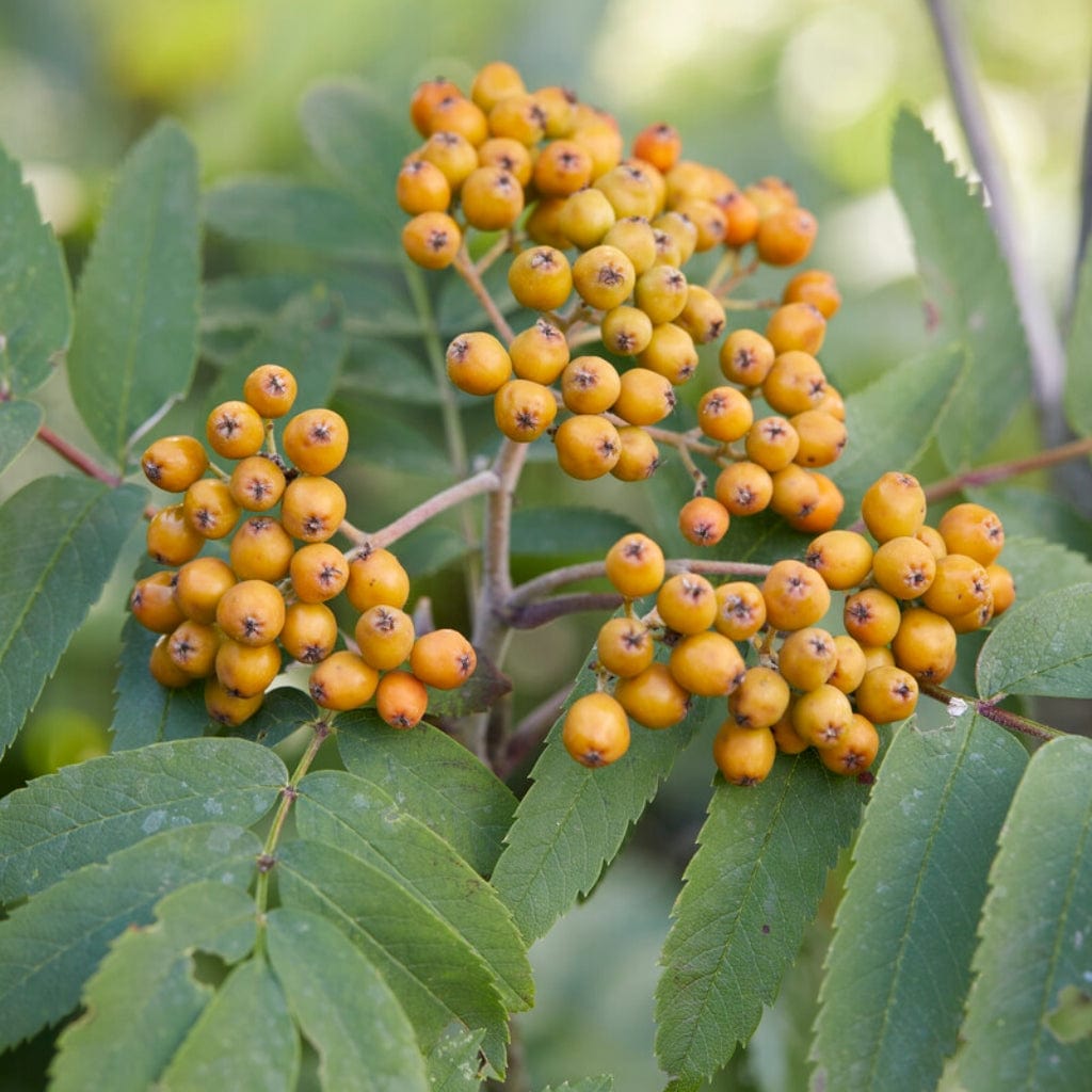 Sorbus