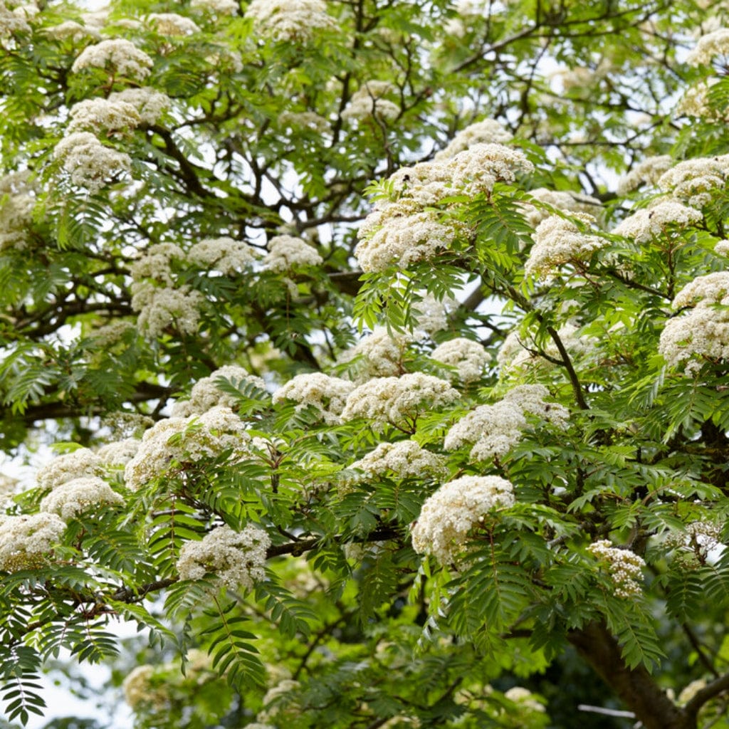 Sorbus