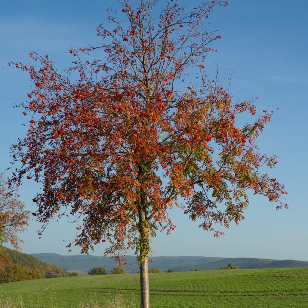 Sorbus