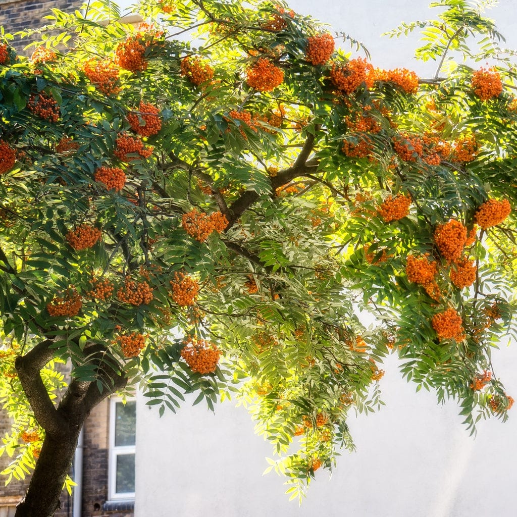 Sorbus