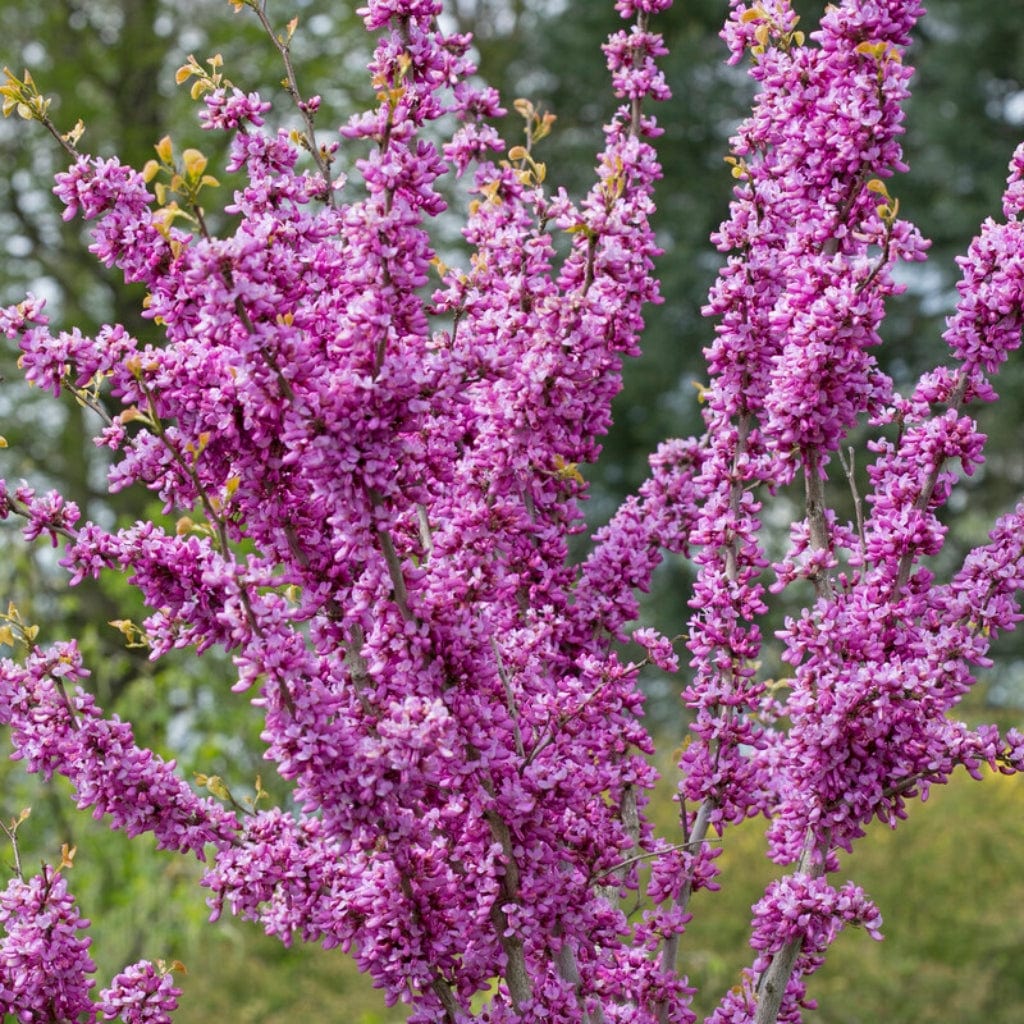 Cercis chinensis 'Avondale'