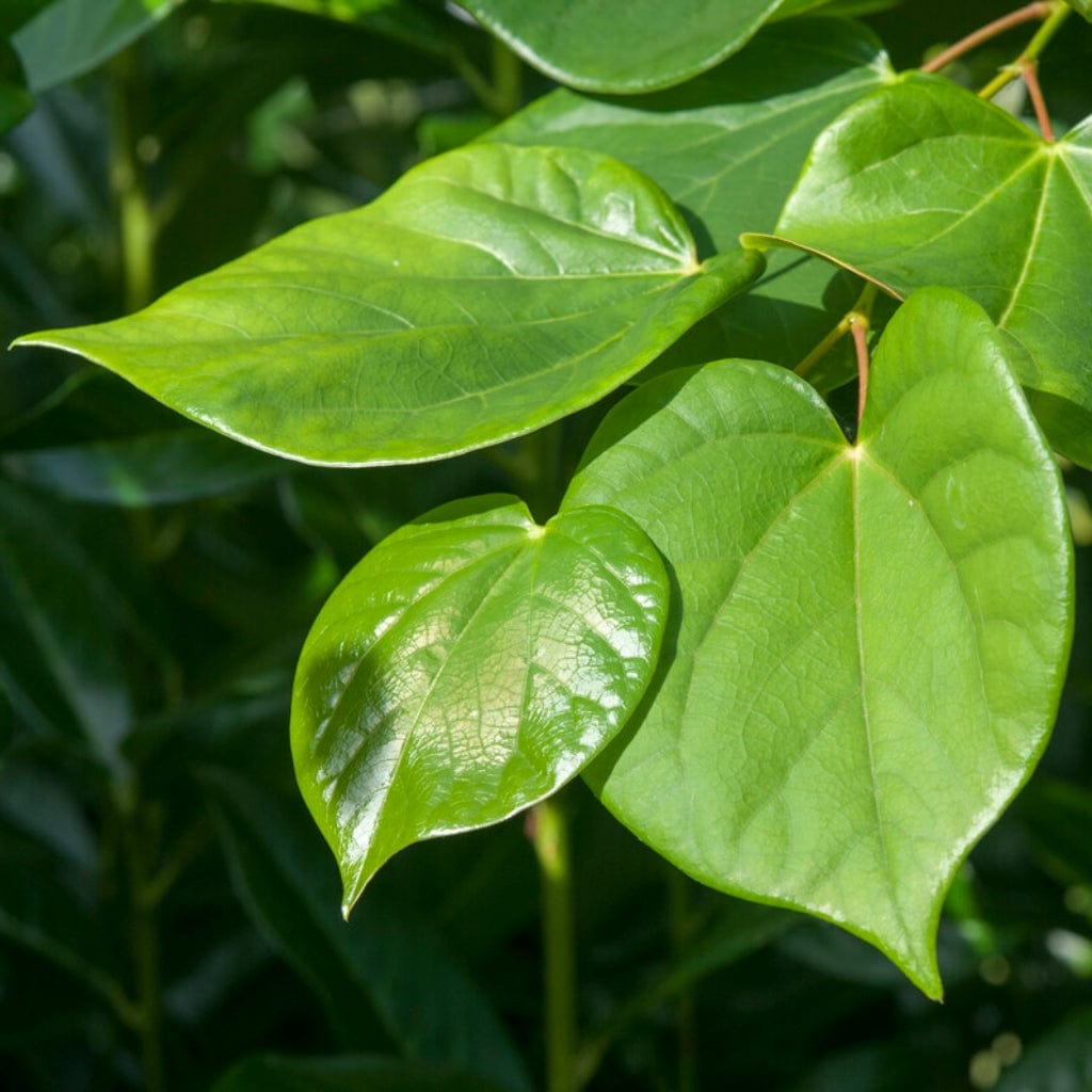 Cercis chinensis 'Avondale'