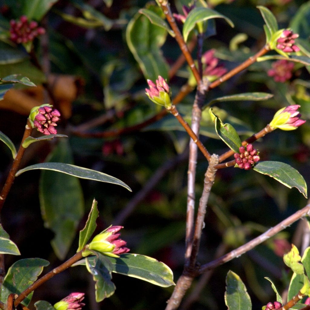 Daphne odora 'Aureomarginata'
