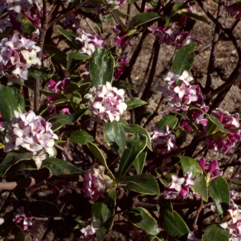 Daphne odora 'Aureomarginata'