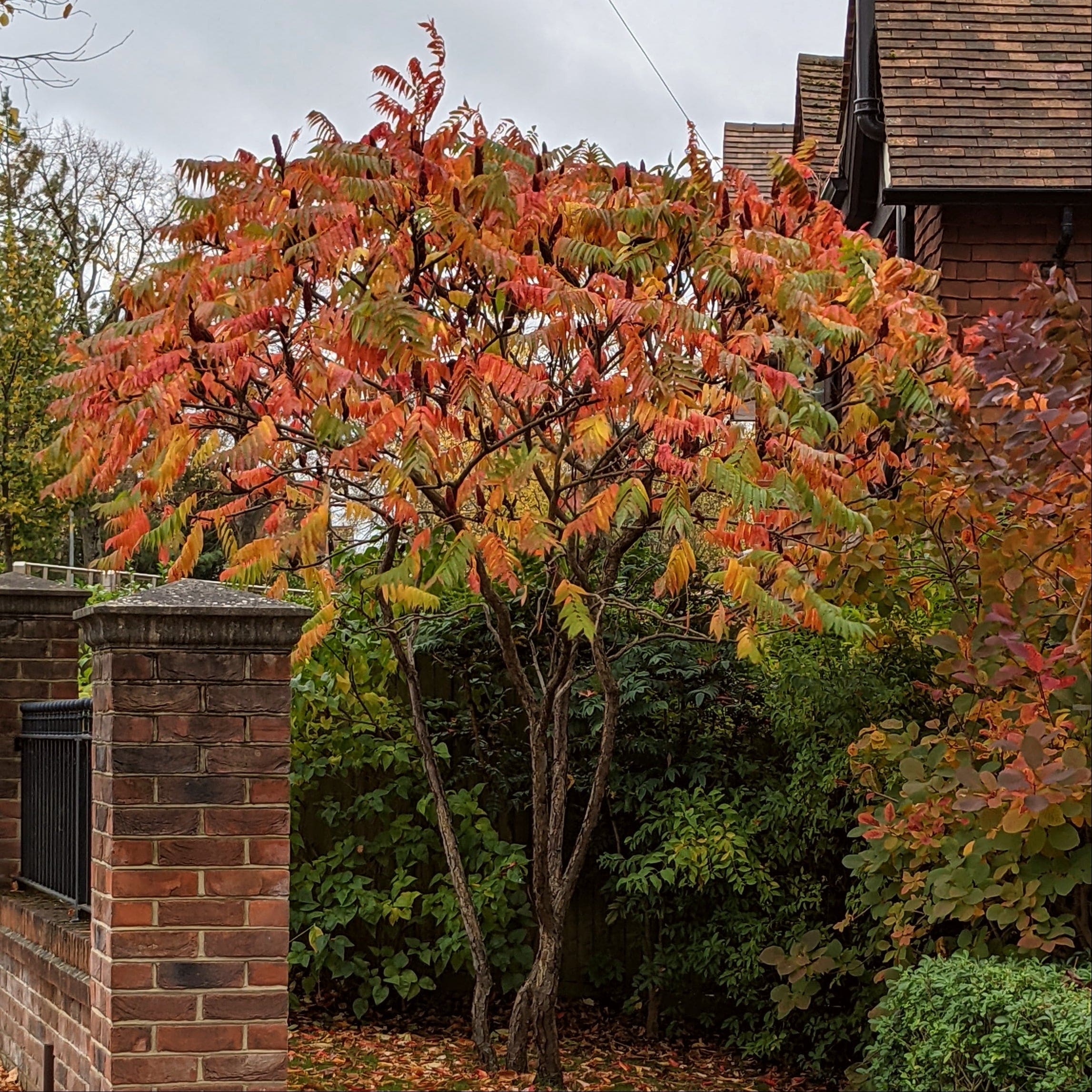 Rhus typhina