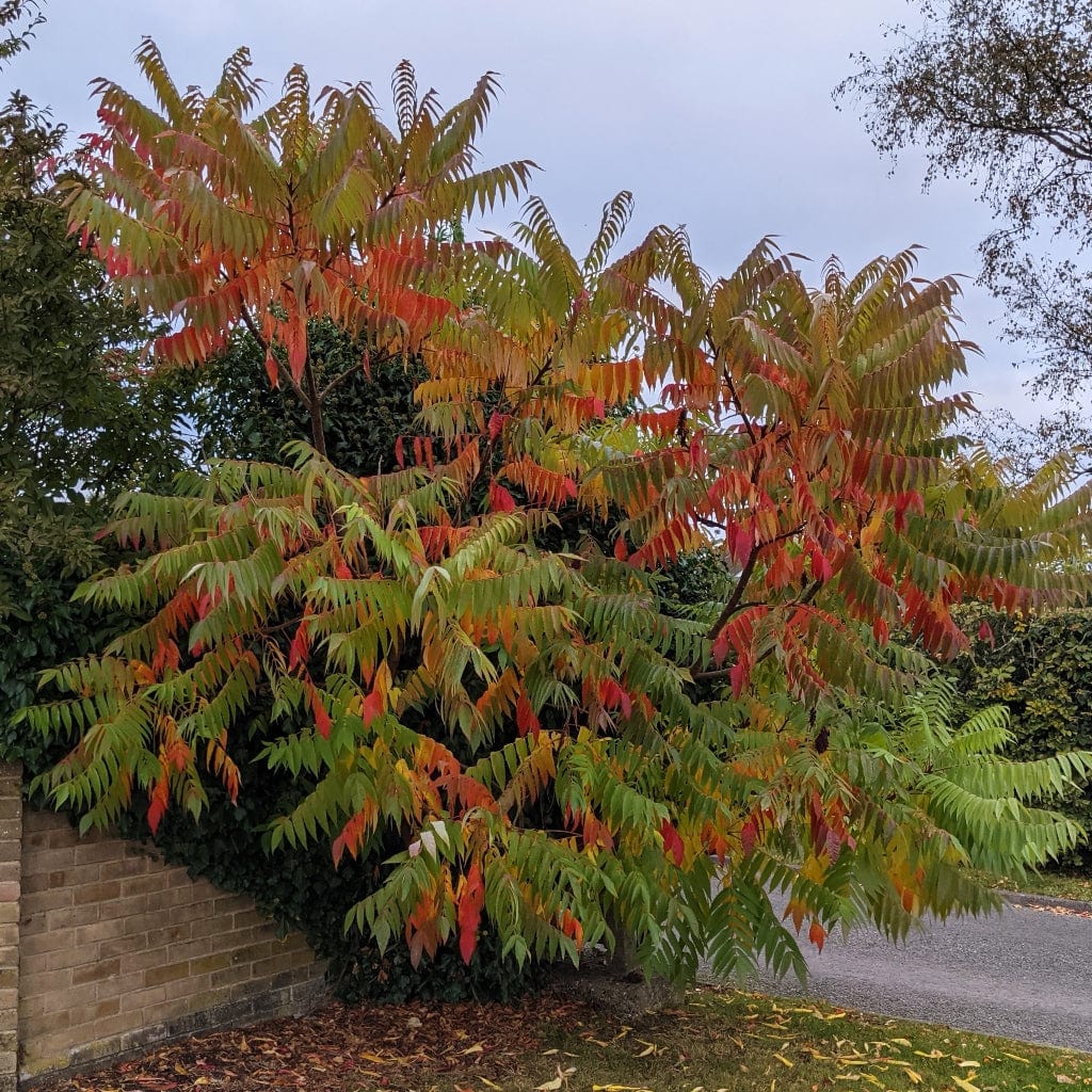 Rhus typhina