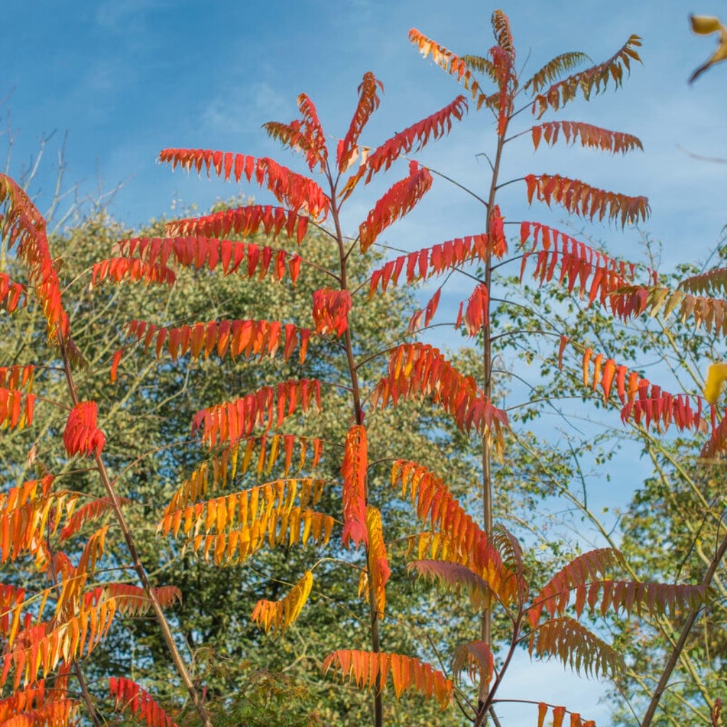 Rhus typhina