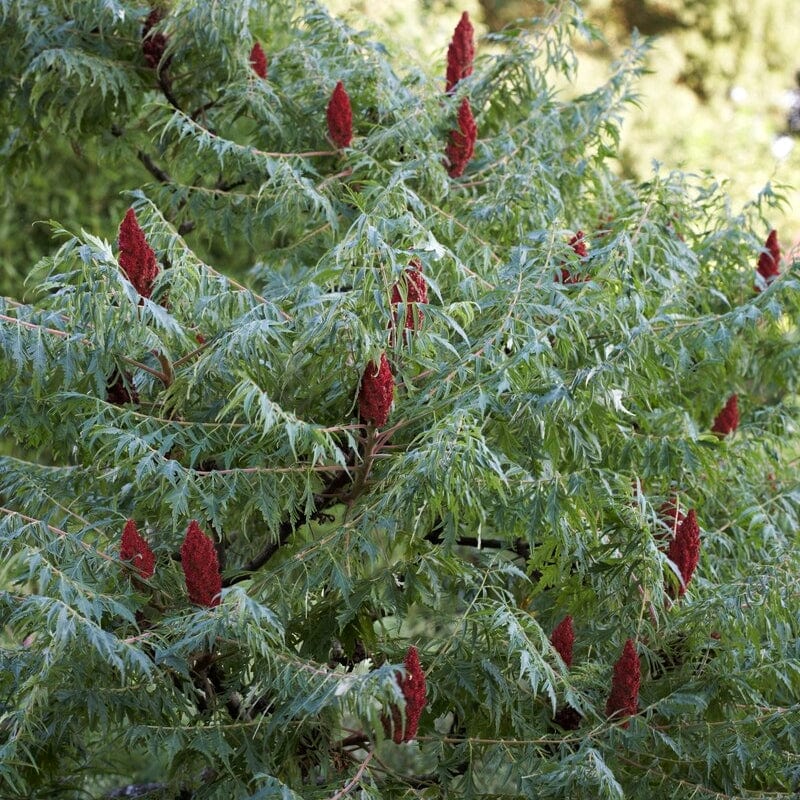 Rhus typhina