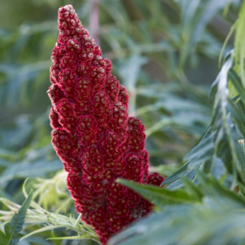 Rhus typhina