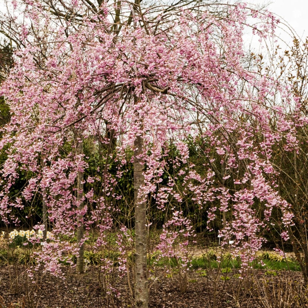 Prunus subhirtella 'Pendula Rosea'