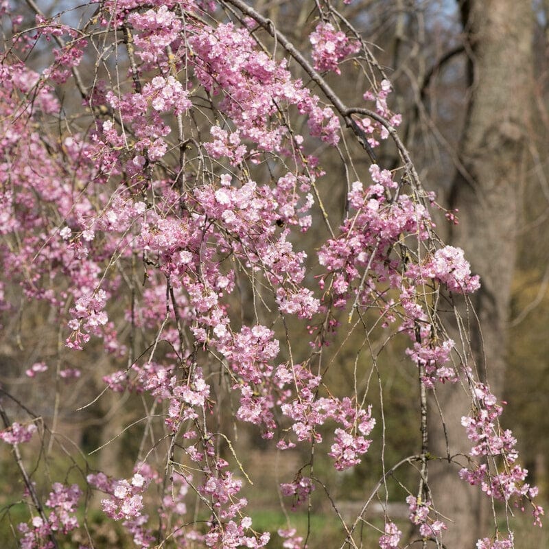 Prunus subhirtella 'Pendula Rosea'