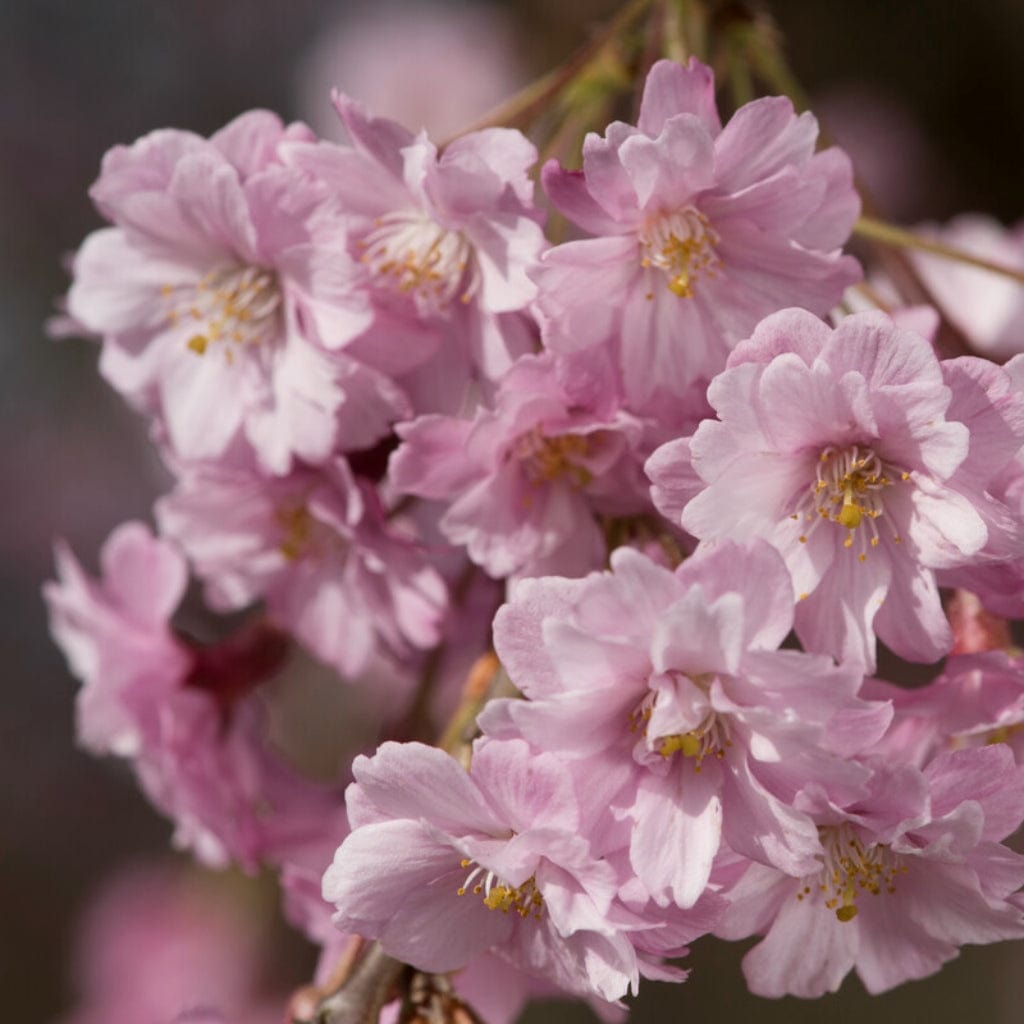 Prunus subhirtella 'Pendula Rosea'