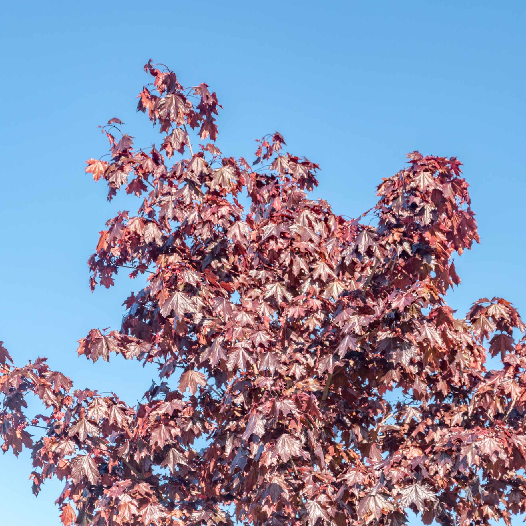 Acer platanoides 'Crimson Sentry'