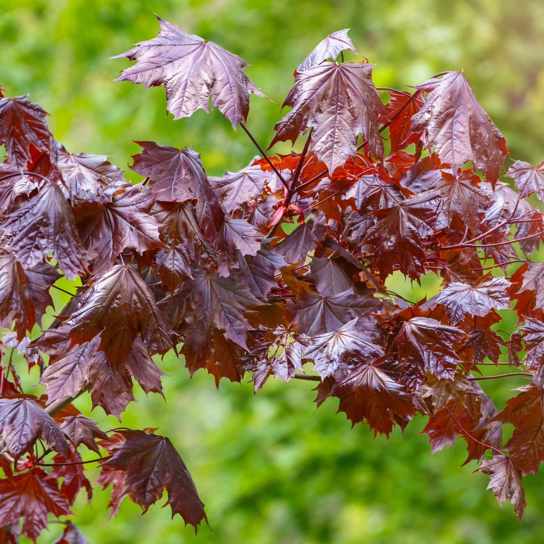 Acer platanoides 'Crimson Sentry'