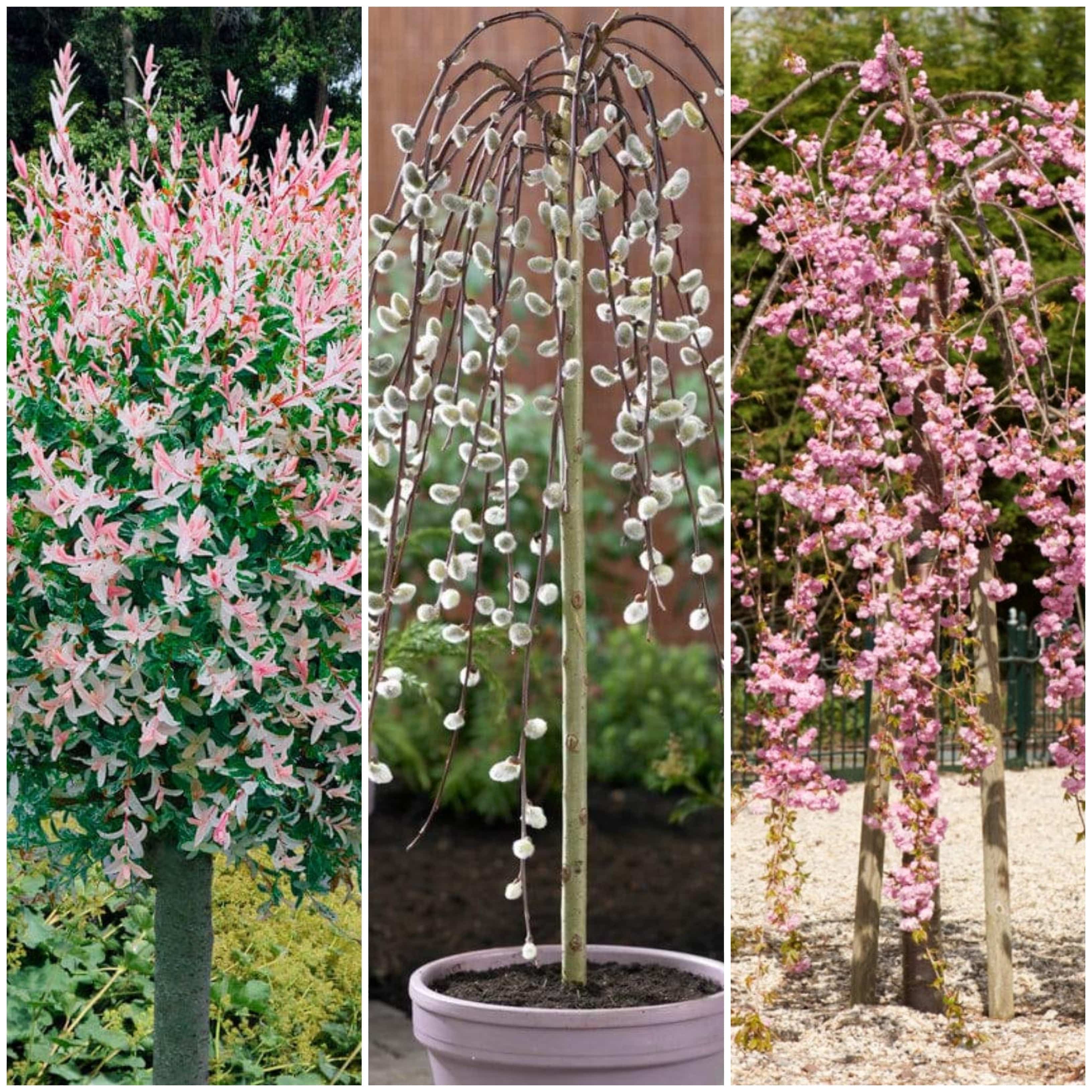 Best Trees for Small Gardens