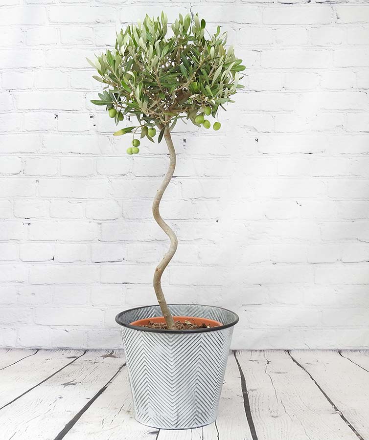 Spiral Stem Large Olive Tree - Hortibliss