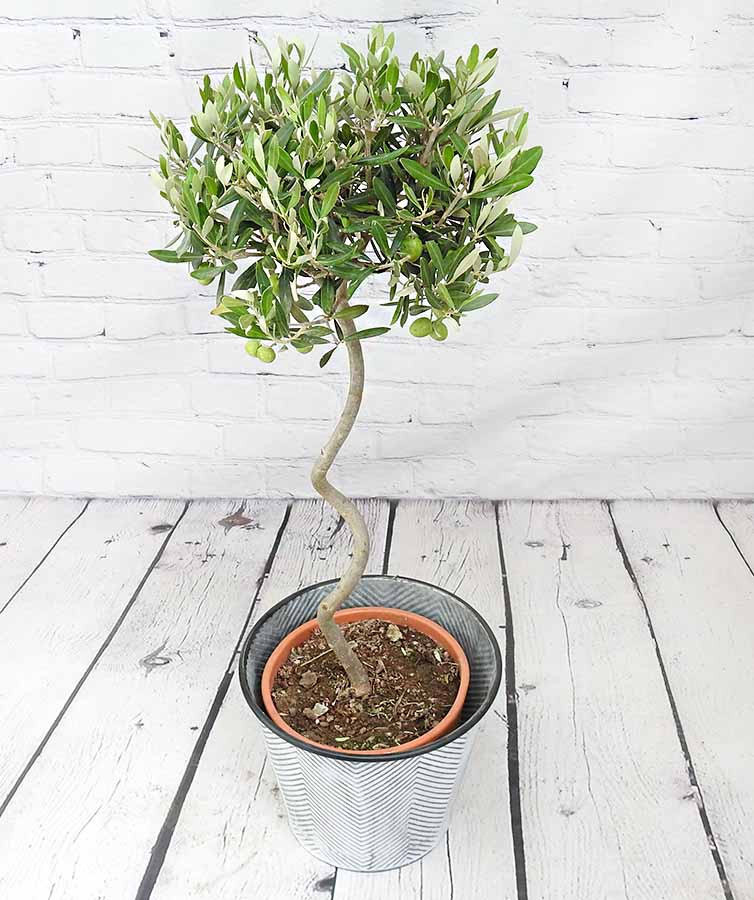 Spiral Stem Large Olive Tree - Hortibliss