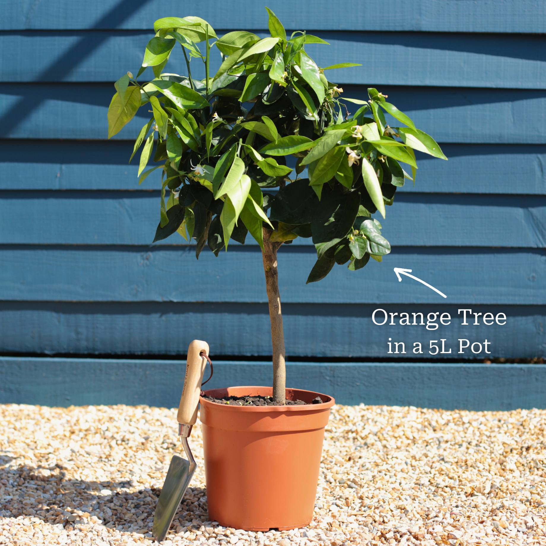 Citrus sinensis