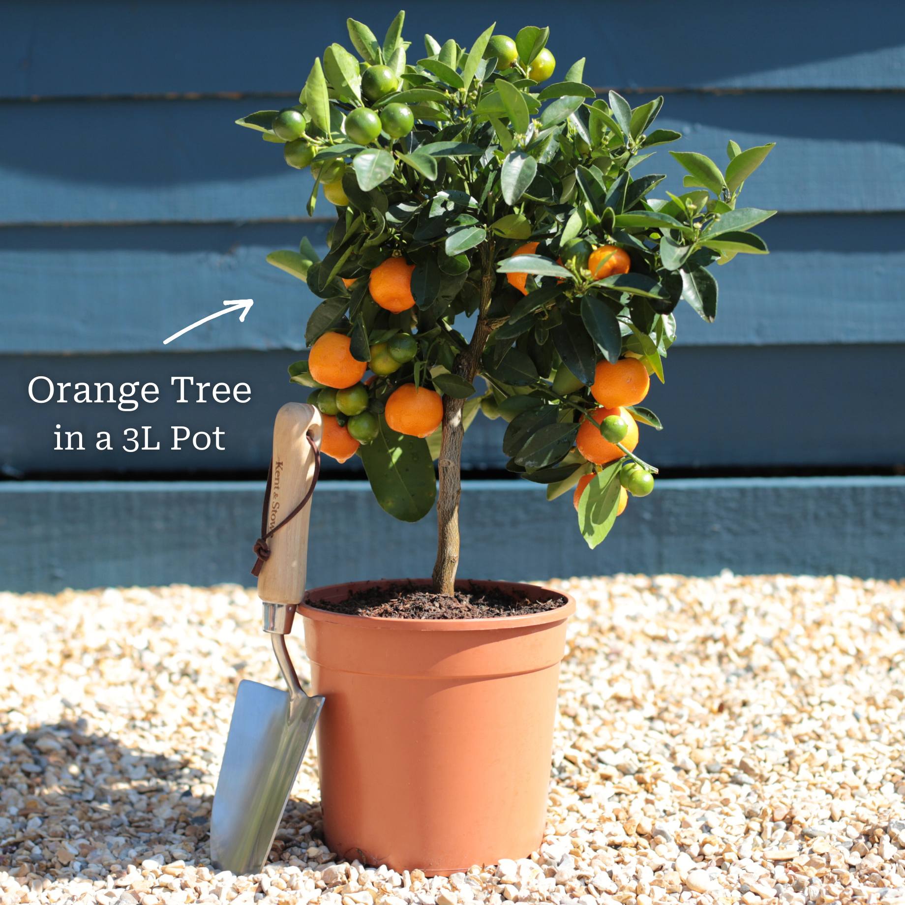 Citrus calamondin
