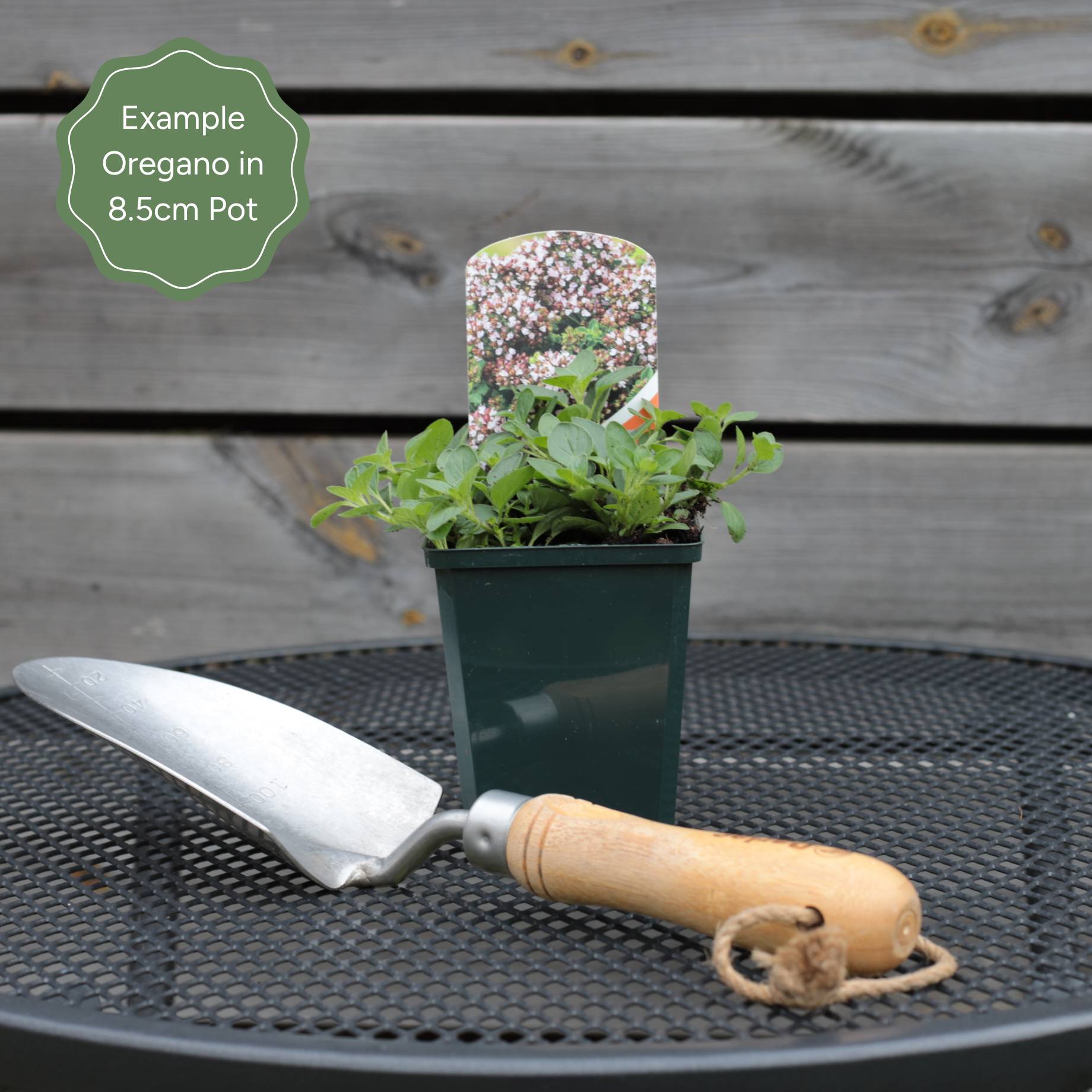'Hot & Spicy' Oregano Plant