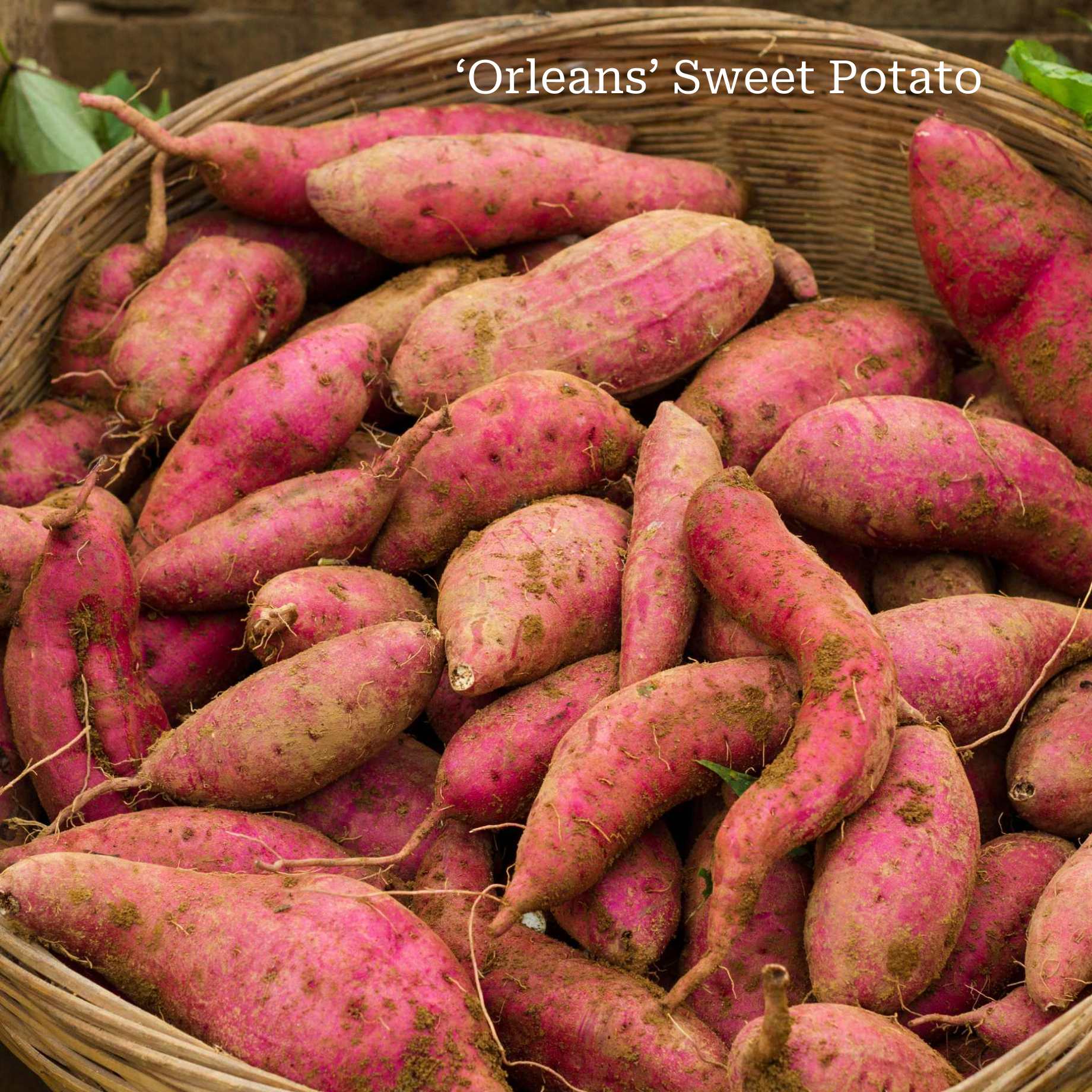 Grower's Choice