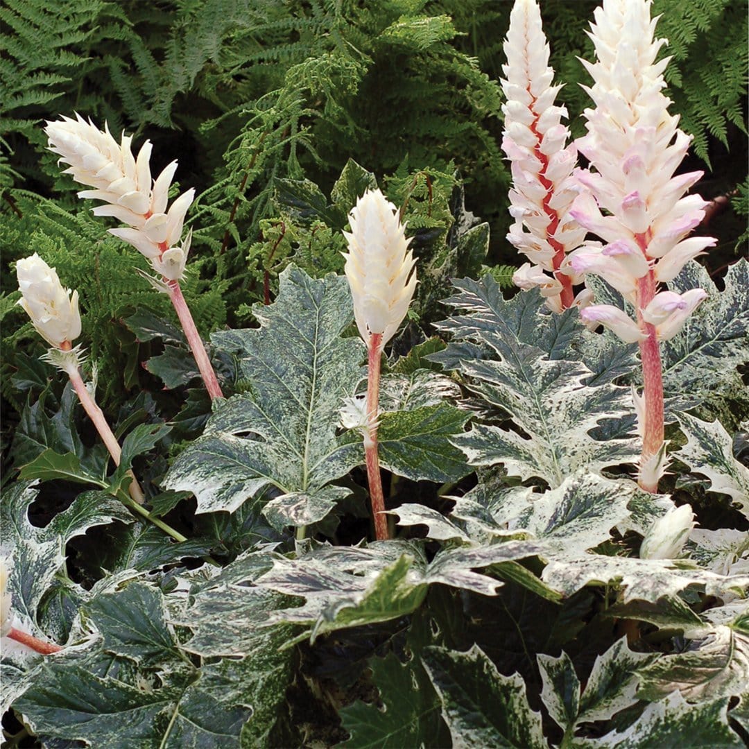 Acanthus 'Whitewater'