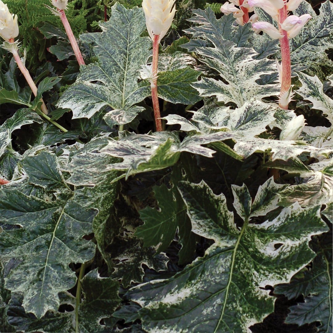Acanthus 'Whitewater'