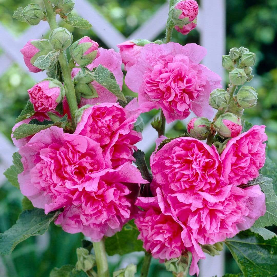 Alcea