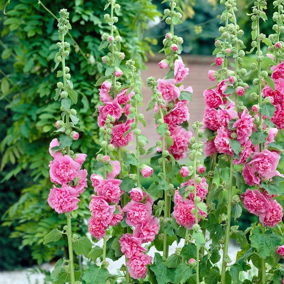 Alcea