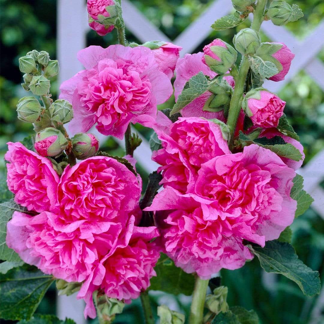 Alcea