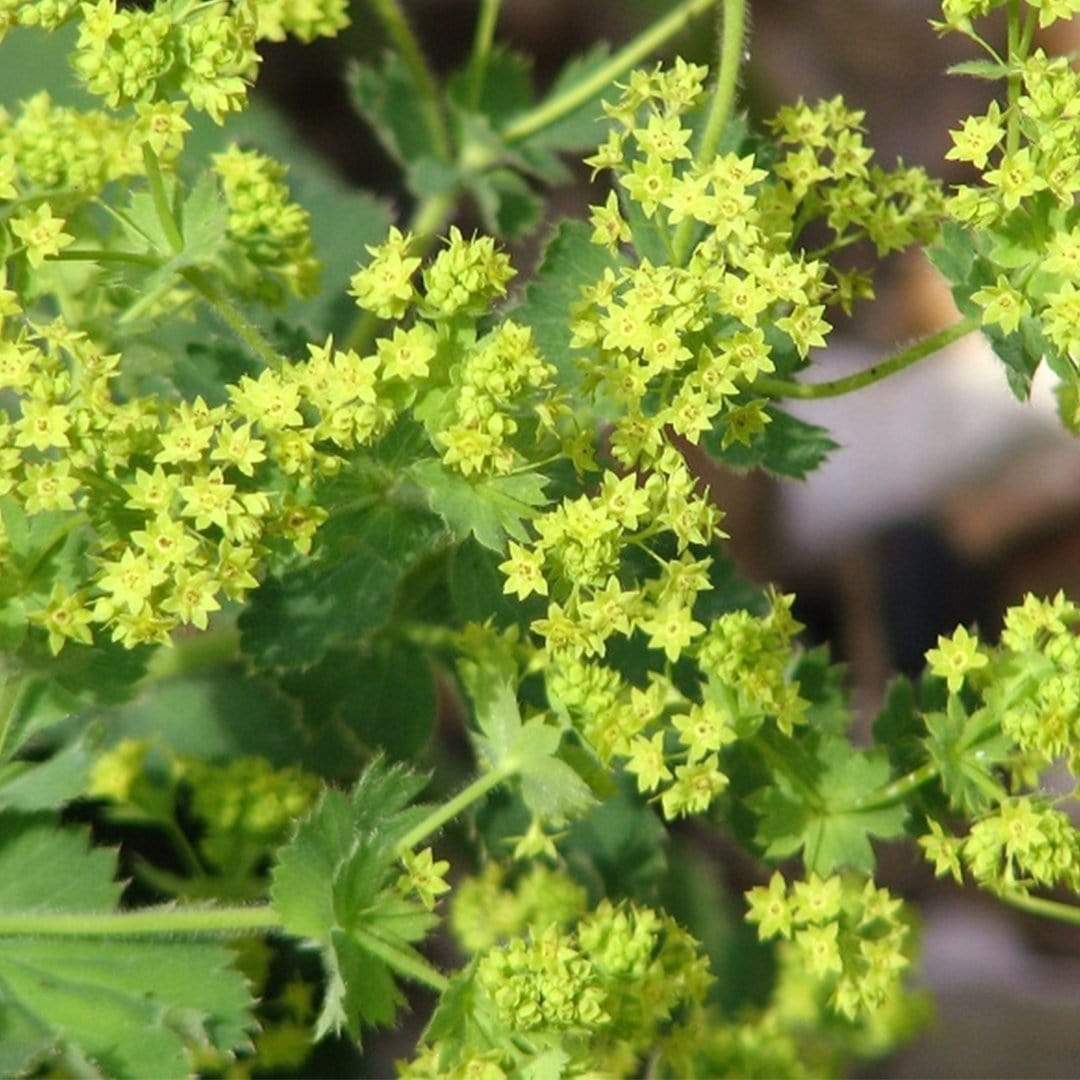 Alchemilla 'Irish Silk'