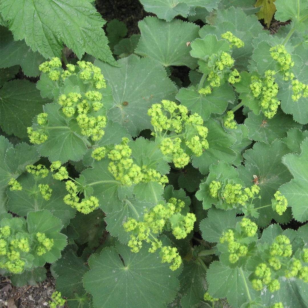 Alchemilla 'Irish Silk'